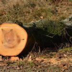 Pourquoi faut-il abattre les arbres ?