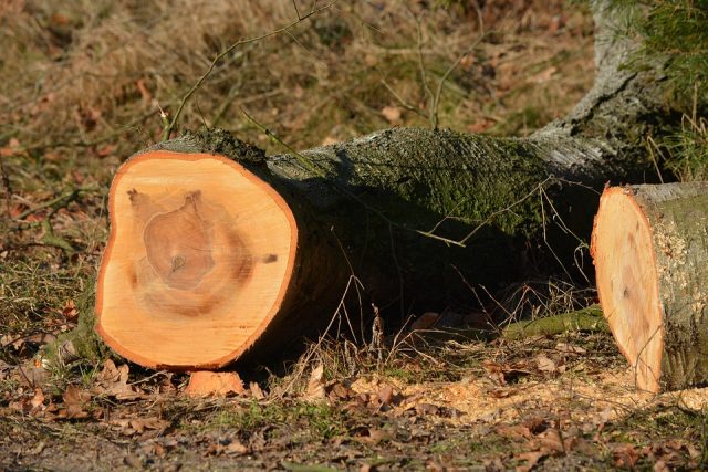 Pourquoi faut-il abattre les arbres ?