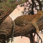 Partir sur la piste d'animaux sauvages en Namibie