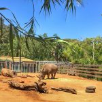 Quelques zoos à ne pas manquer en Australie