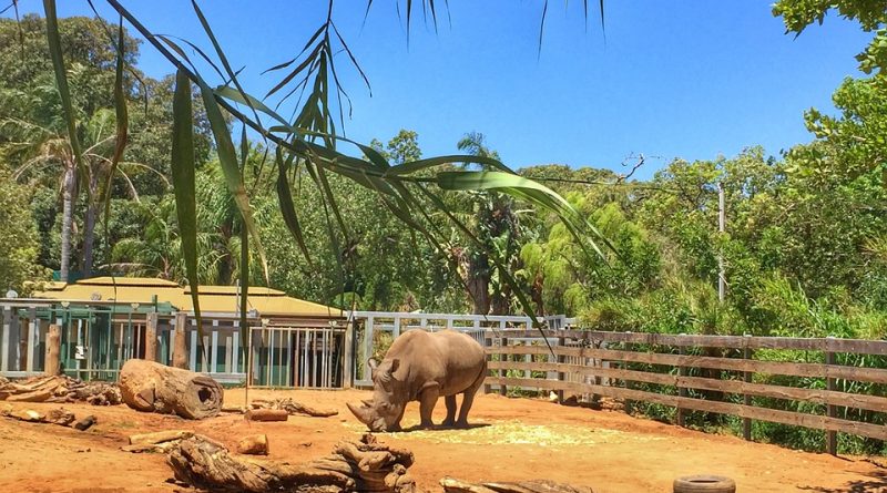 Quelques zoos à ne pas manquer en Australie