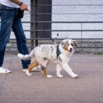 Tendances en matière de chiens