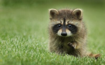 Les animaux endémiques