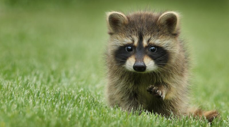 Les animaux endémiques