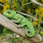 régime alimentaire équilibré reptile