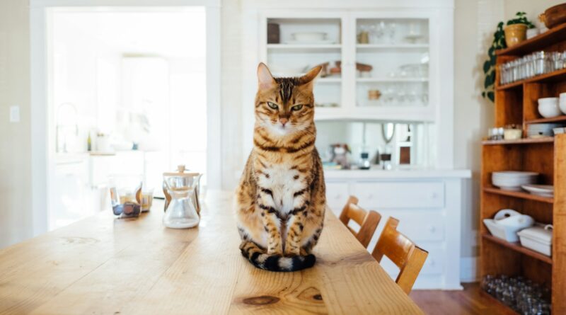 problèmes dentaires chez vos animaux de compagnie