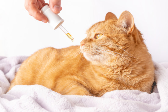traiter le chat sans parasites
