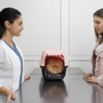 traiter le chat