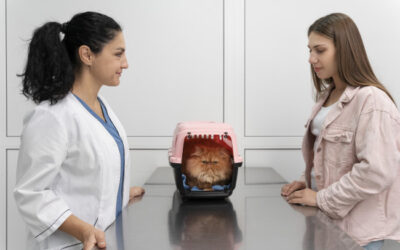 traiter le chat