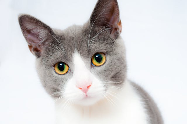 Adapter l'alimentation de votre chat stérilisé